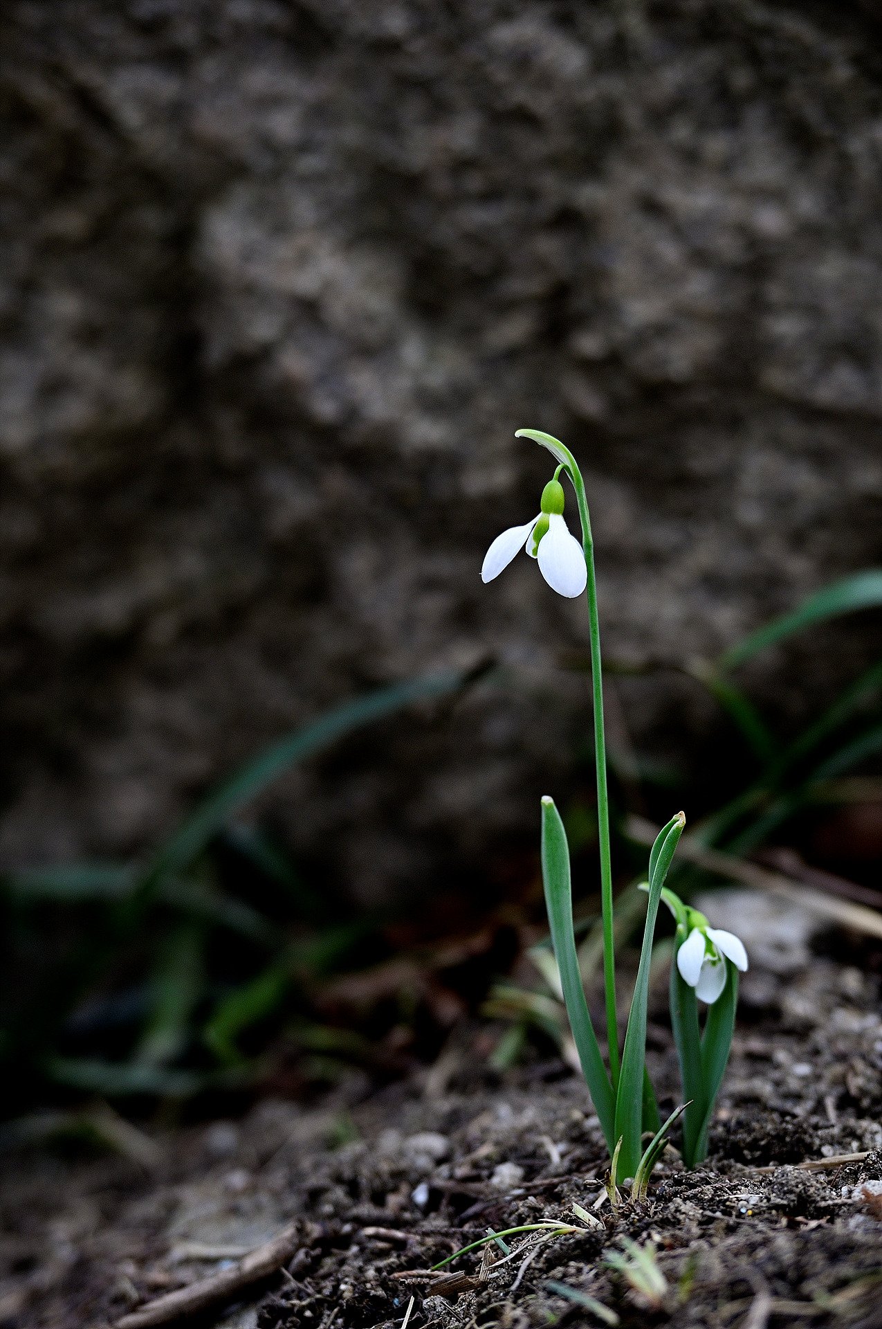 _DSC5376_1.jpg : 설강화 _DSC5376_1.jpg : 설강화