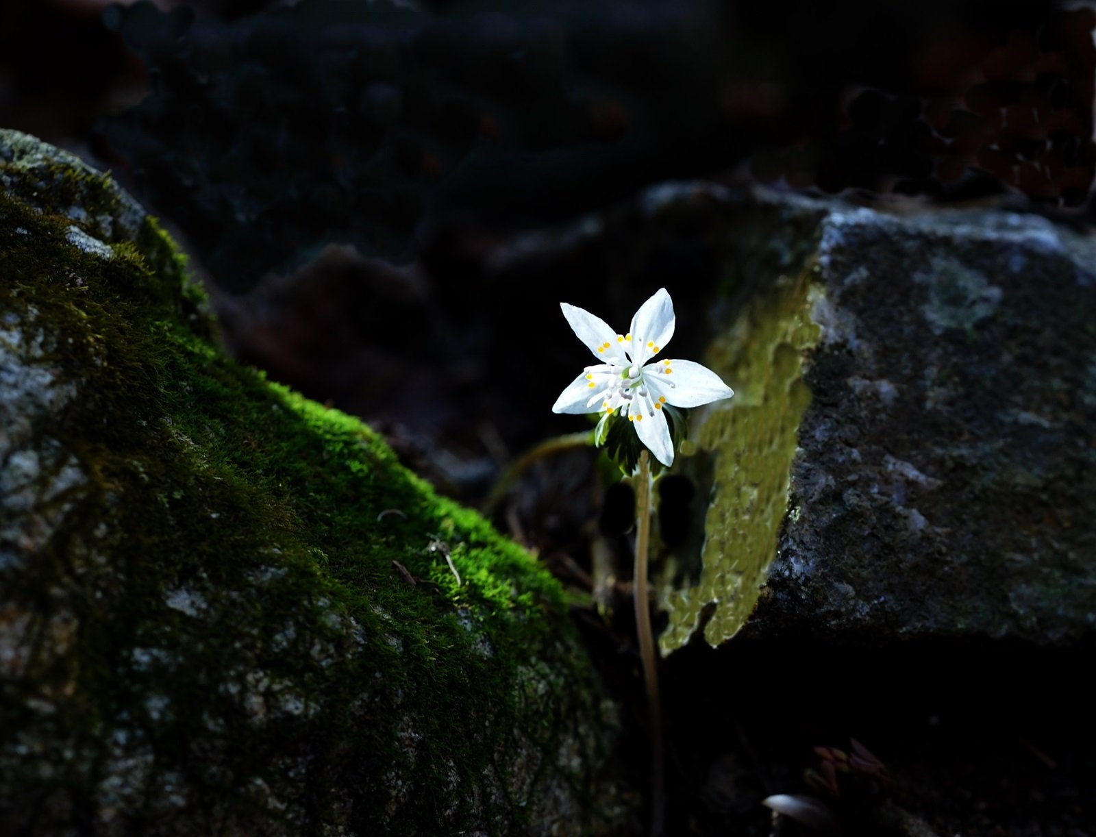 DSC07530.JPG : 정모중에