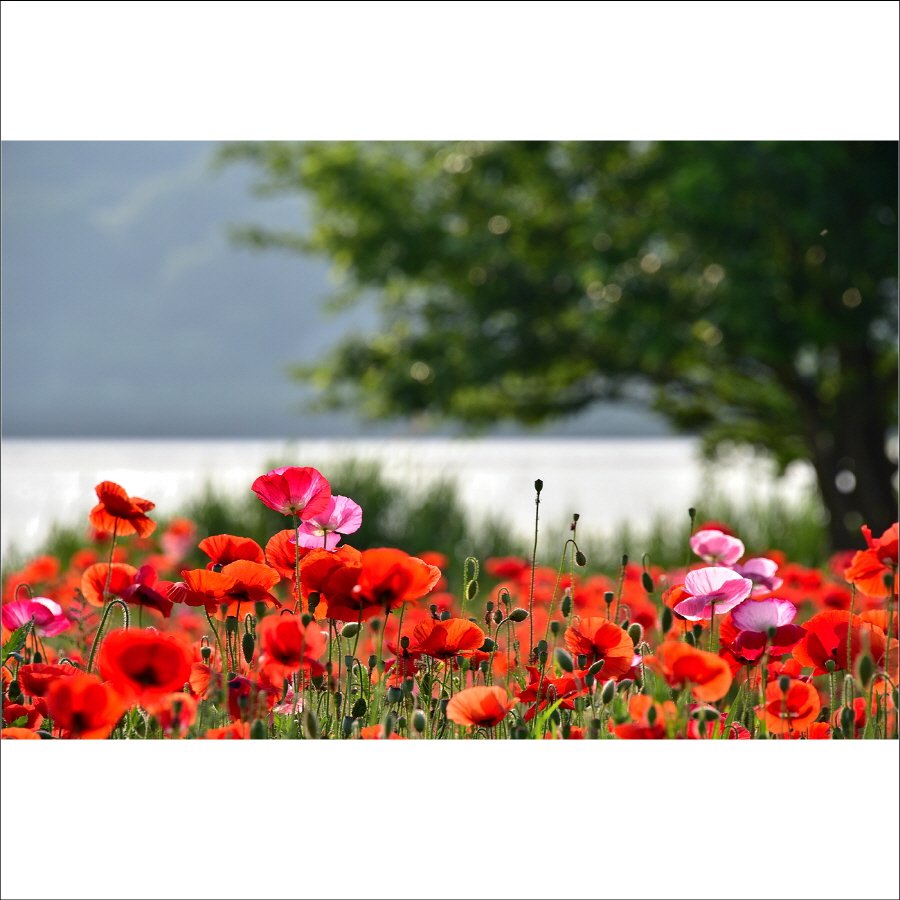 크기변환_DSC_9693.jpg : 물의 정원에서