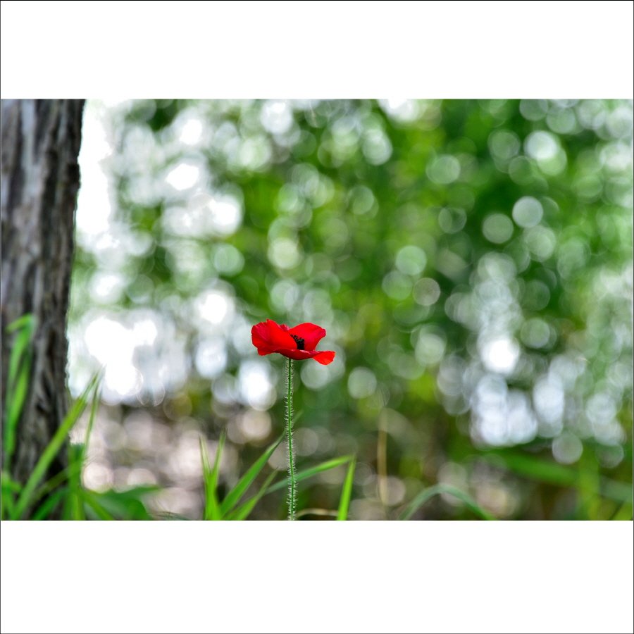 크기변환_DSC_9791.jpg : 물의 정원에서