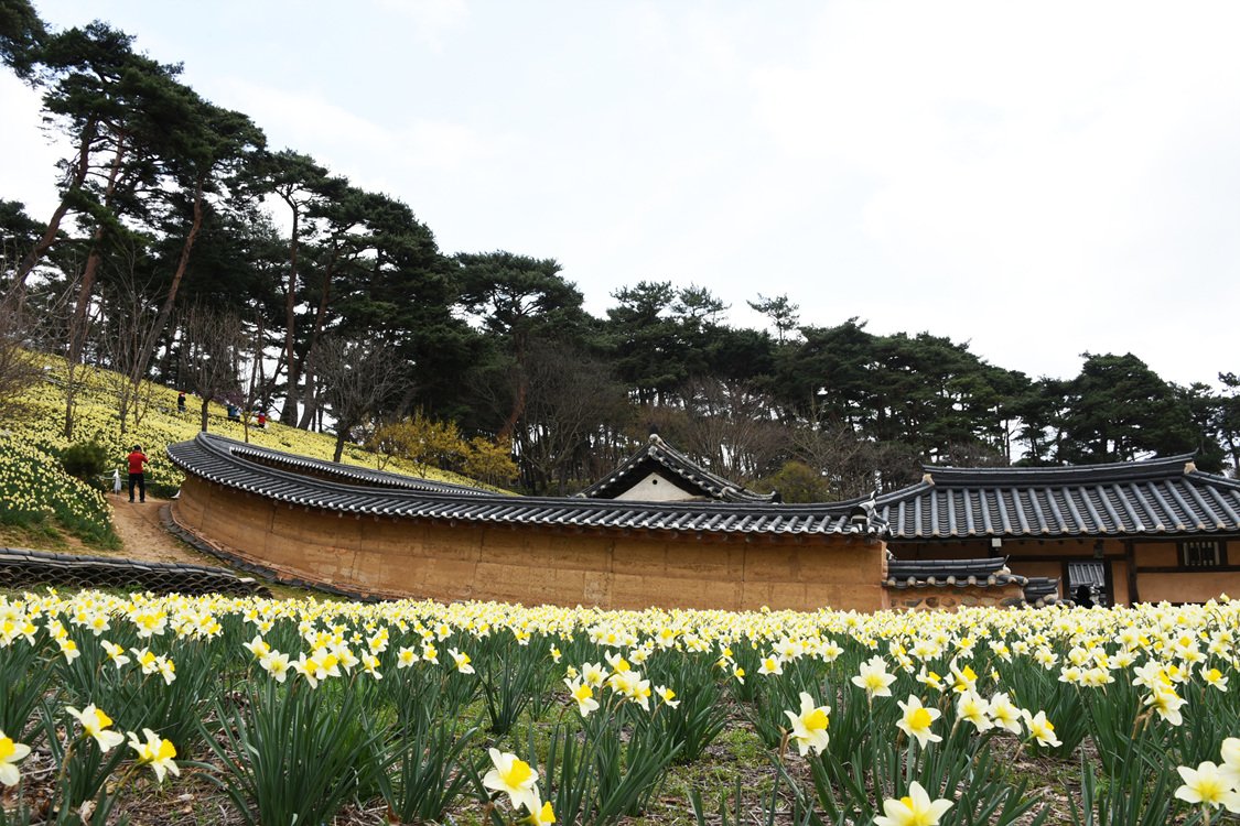 DSC_3919.jpg : 서상 유기방가옥 수선화