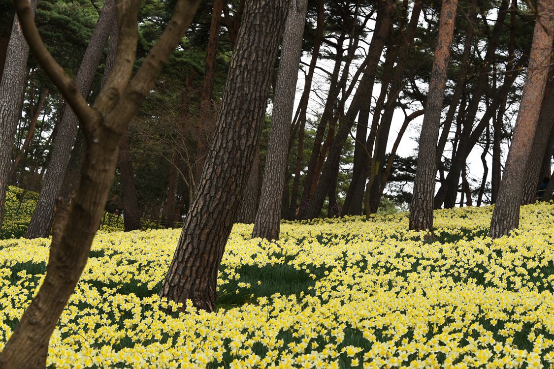 DSC_3870.jpg : 서상 유기방가옥 수선화