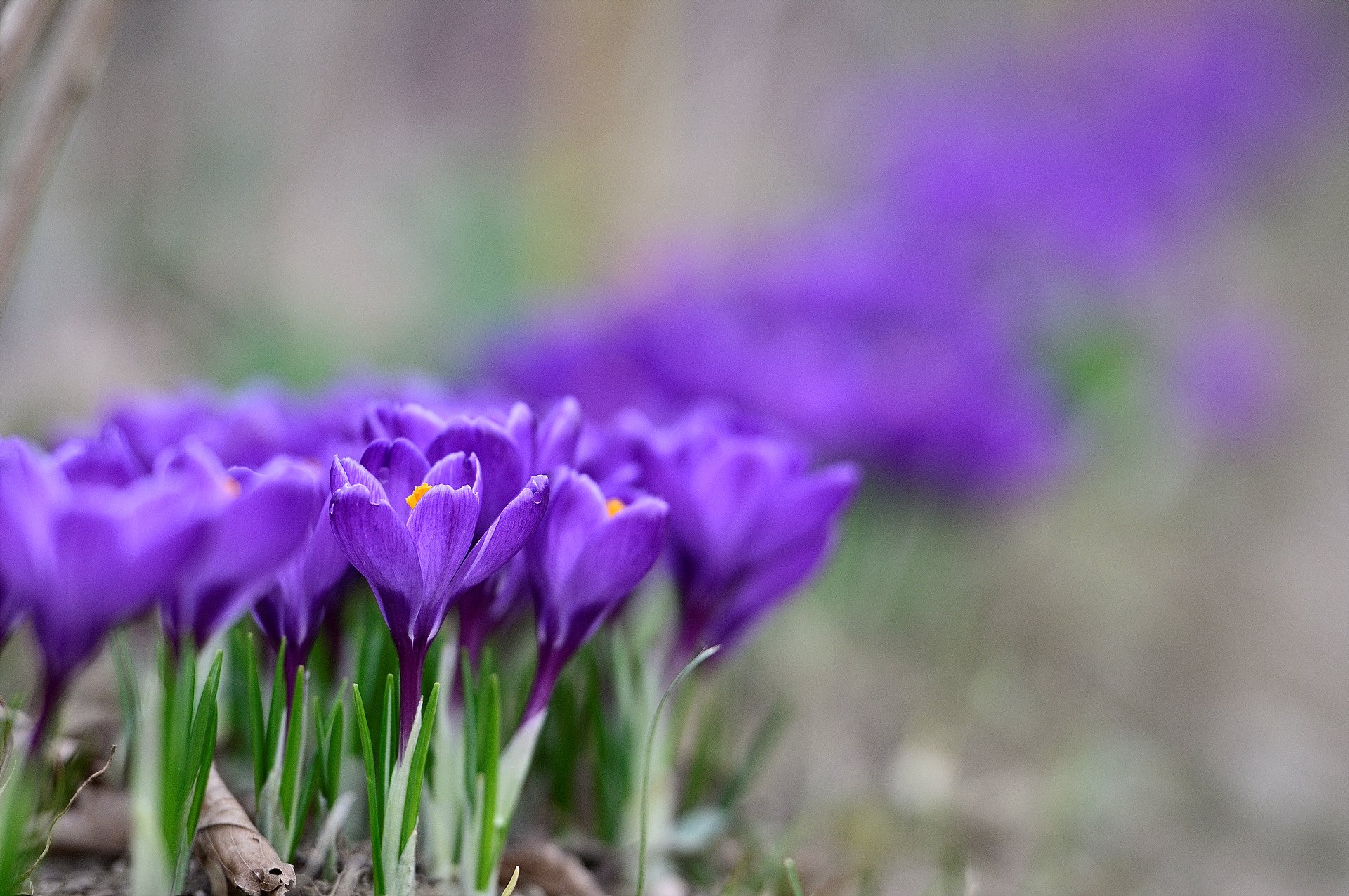 _DSC5375_1.jpg : 크로커스 _DSC5375_1.jpg : 크로커스