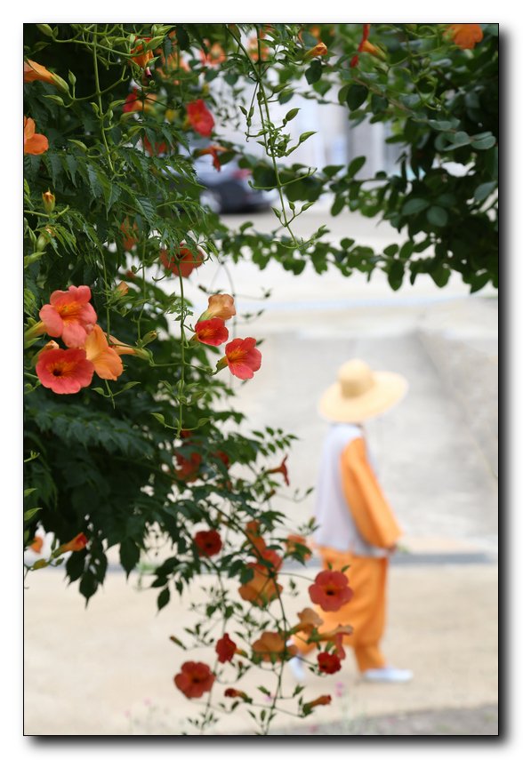 IMG_0890-1-2.jpg : 봉녕사 능소화