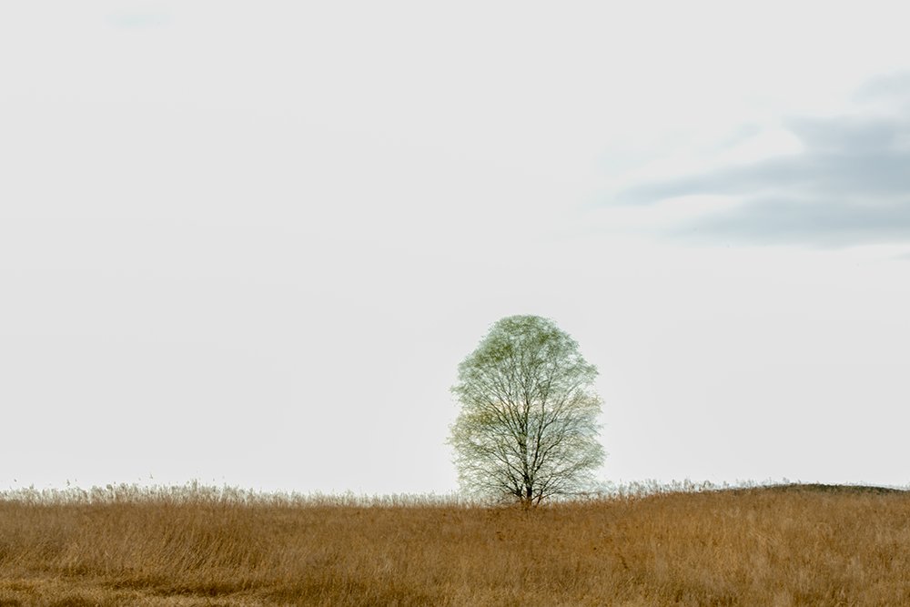 LMJ_11555.jpg : 시선