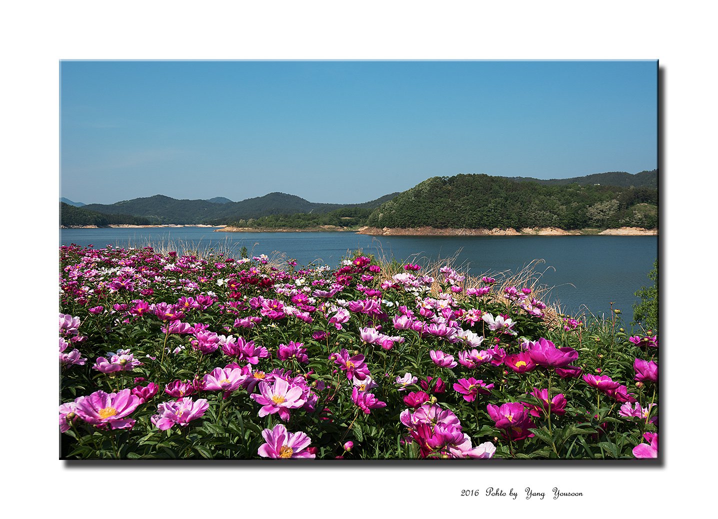 DSC_5467-1.jpg : 작약꽃밭에서