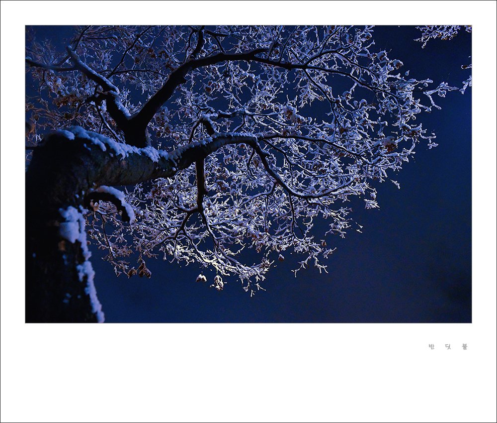 _DSC5375-1.jpg : 겨울나무 _DSC5375-1.jpg : 겨울나무