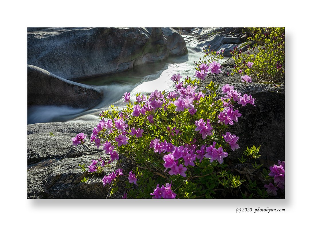 649A5229-편집.jpg : 수달레