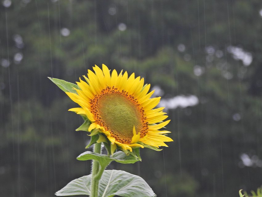 DSCN5486.jpg : 탑동농장 해바라기