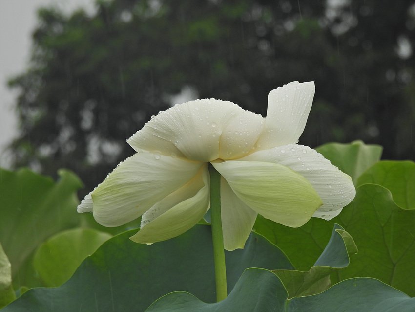 DSCN5509.jpg : 탑동농장 해바라기