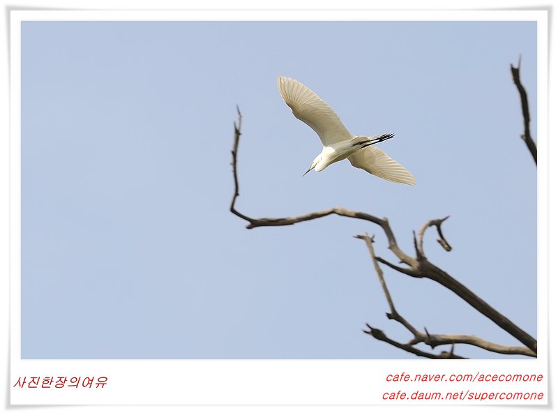 _KSH9421.jpg : 충남당진의 백로 서식지..