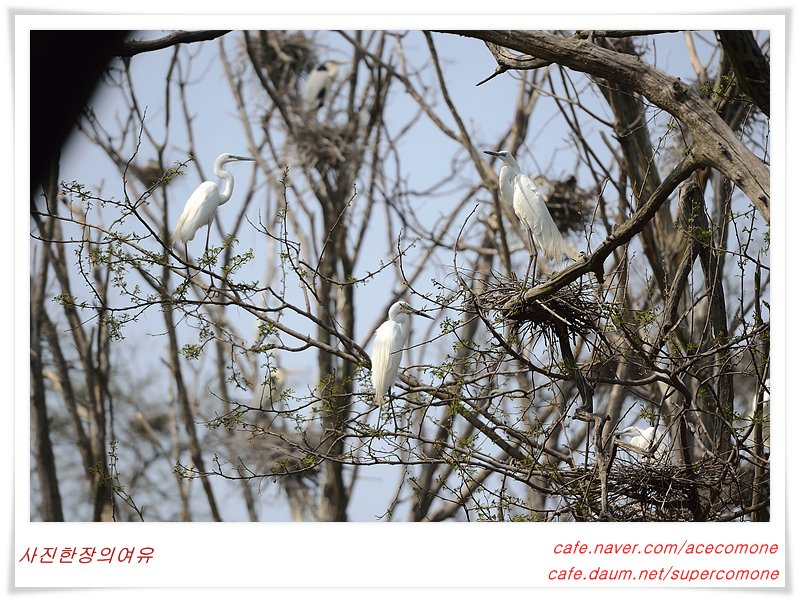 _KSH9357.jpg : 충남당진의 백로 서식지..