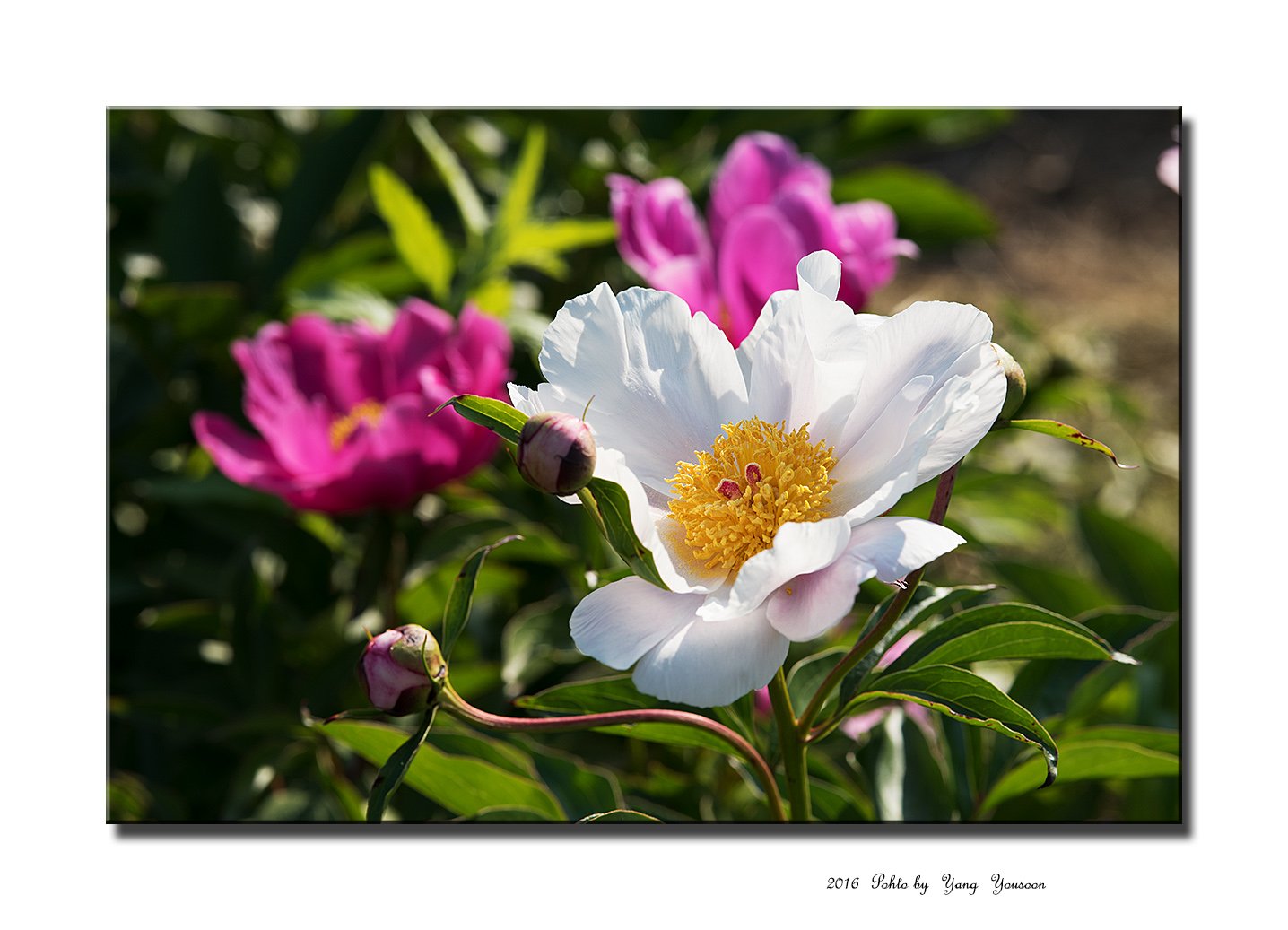 DSC_5511-11.jpg : 직약