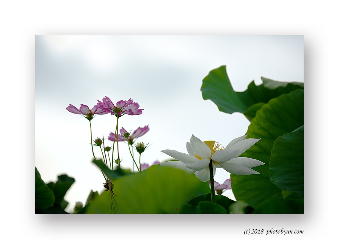 649A7381.jpg : 관곡지 연꽃