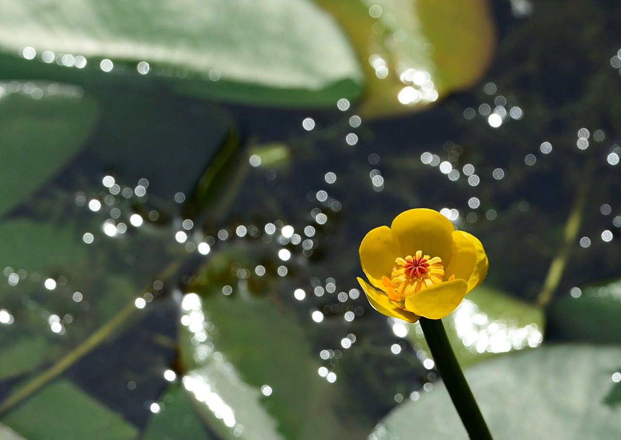 _DSC7356.jpg : 남개연