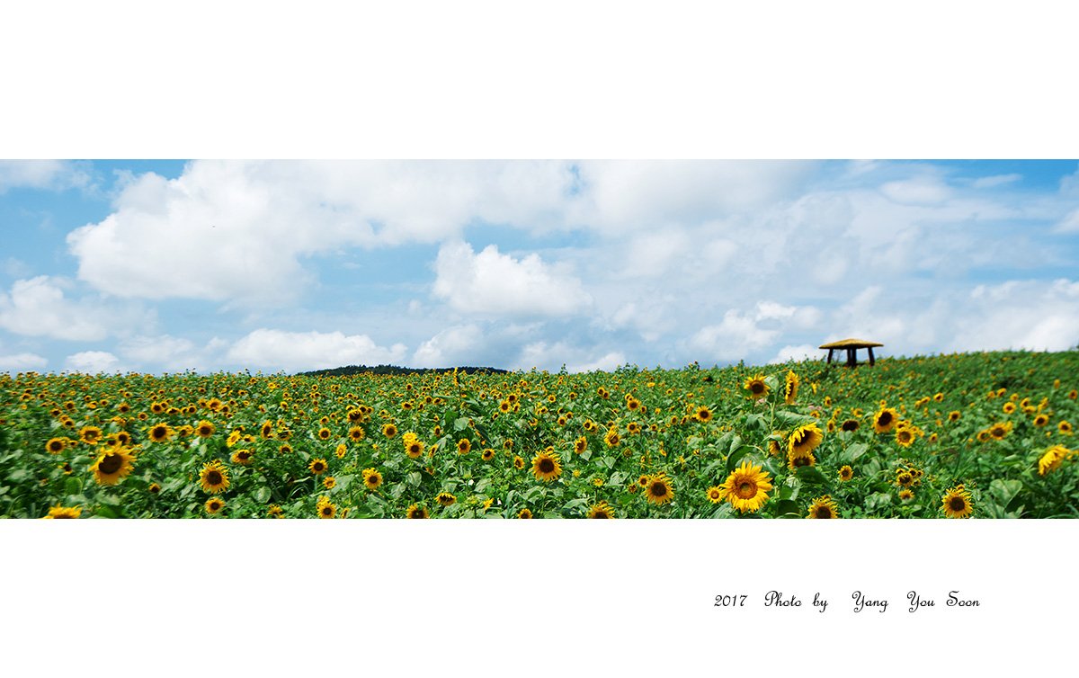 DSC_0174-1-r.jpg : 해바라기