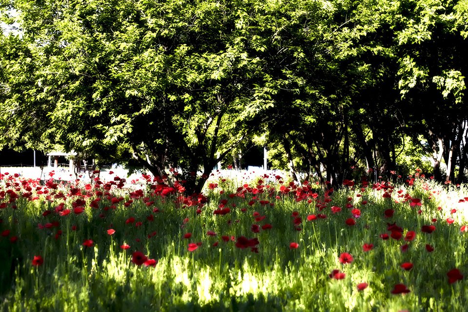 IMG_1201-1.jpg : 보이는데로..