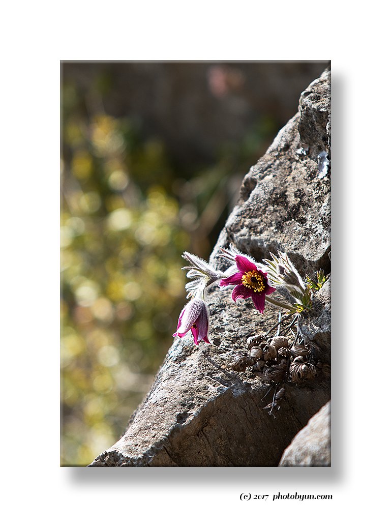 181A3057.jpg : 동강할미꽃