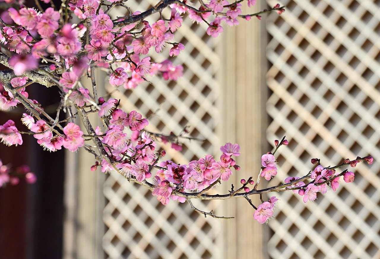 _DSC3976_1.jpg : 통도사 홍매화