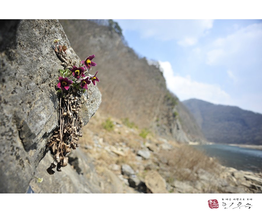 _DSC0284.jpg : 동강할미꽃