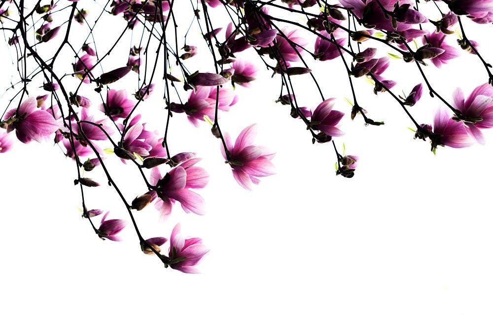 3007f1c124ff6c2526ed0ad613900f9cf7ae31c0_20250112_223518_604.jpg : 봄날 홍목련