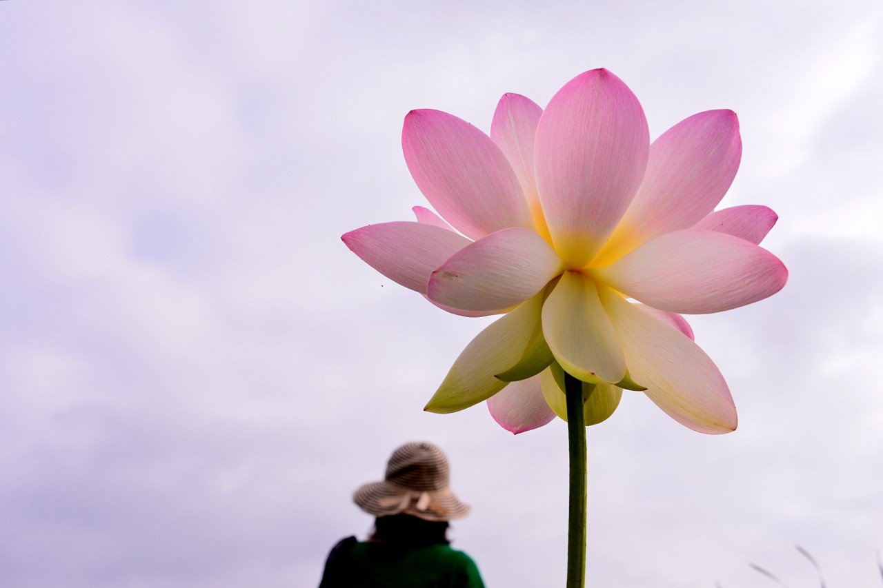 BandPhoto_9548242261.jpg : 인연(여인과 연꽃)