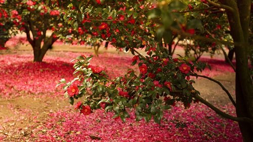 CE3A0964-1jpg_Edited resize.jpg : 동백 in 취소