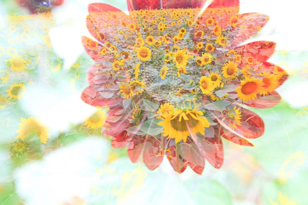 5K5A8226-20200712.jpg : 해바라기와 코스모스 풍광