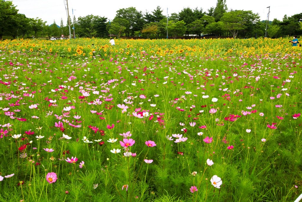 5K5A8239-20200712.jpg : 해바라기와 코스모스 풍광