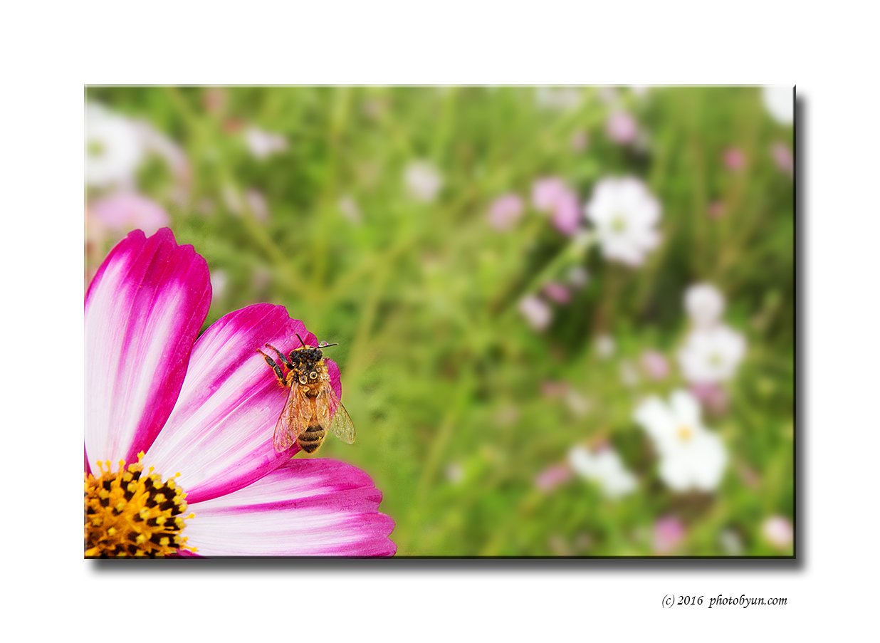 Q23C1844.jpg : 코스모스