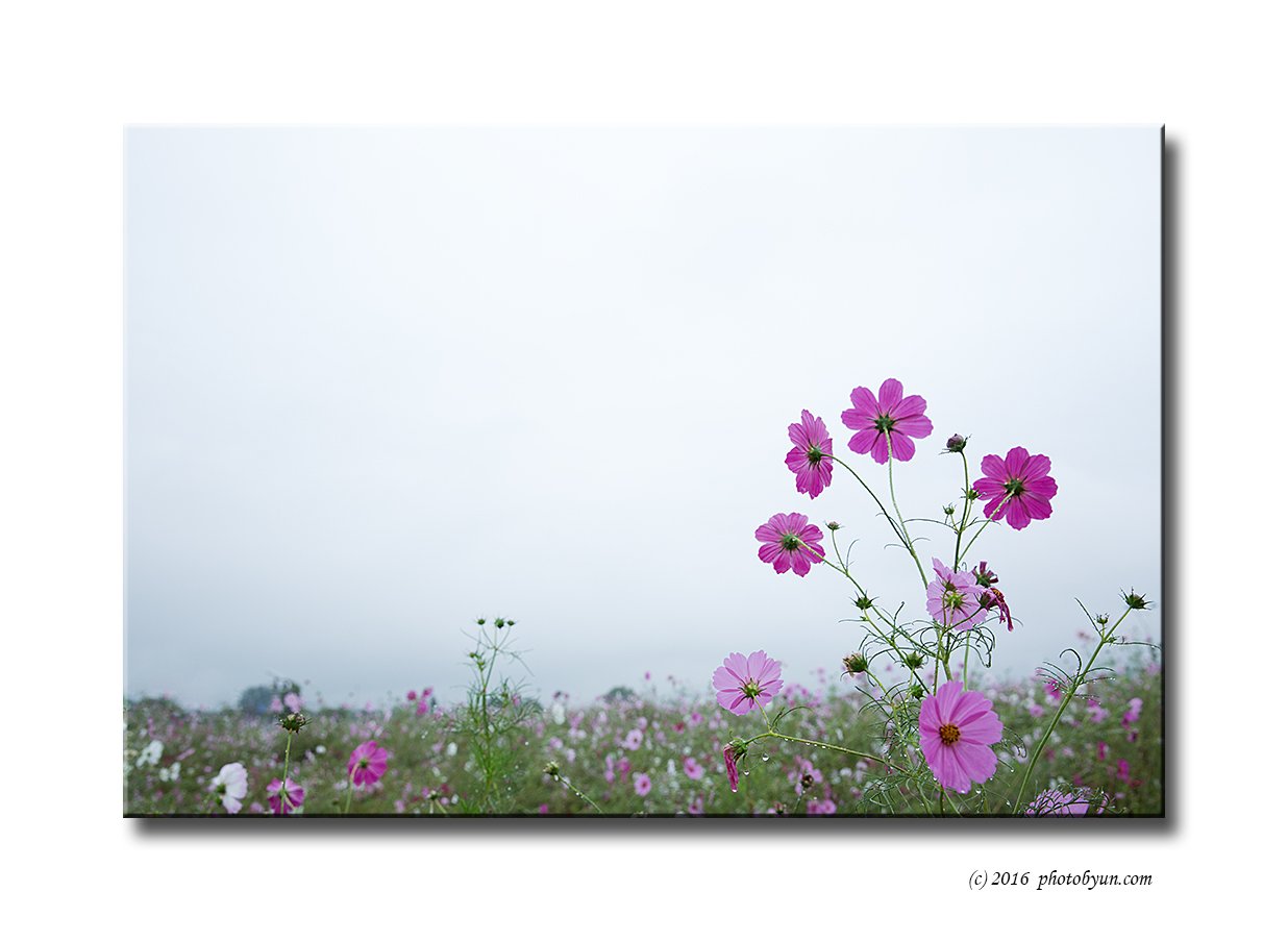 Q23C1762.jpg : 코스모스