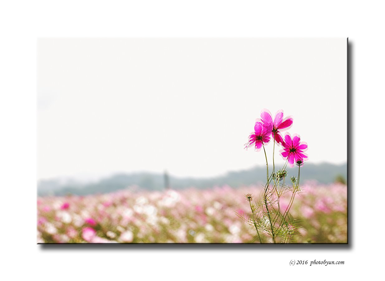 Q23C1966.jpg : 코스모스