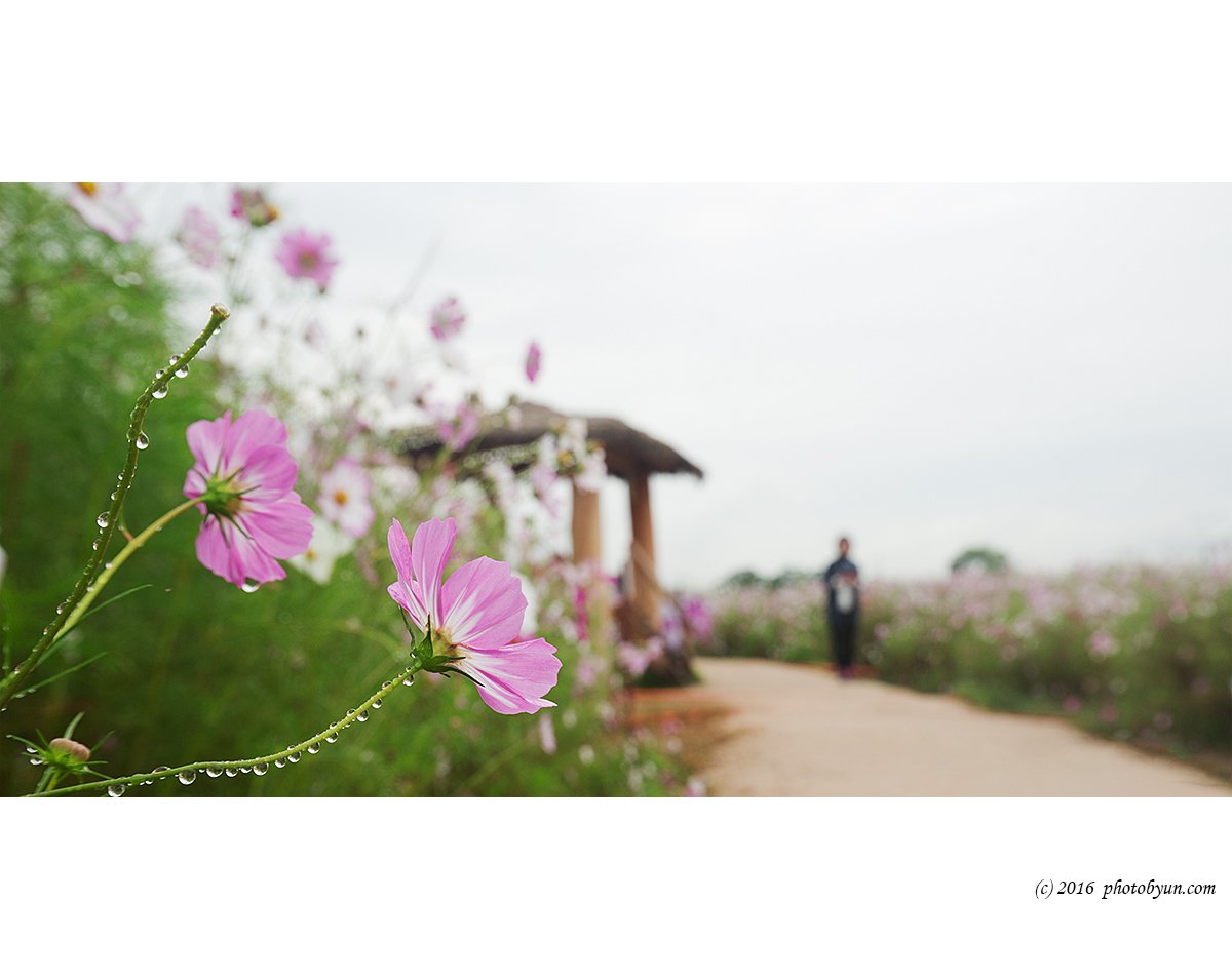 Q23C1881.jpg : 코스모스