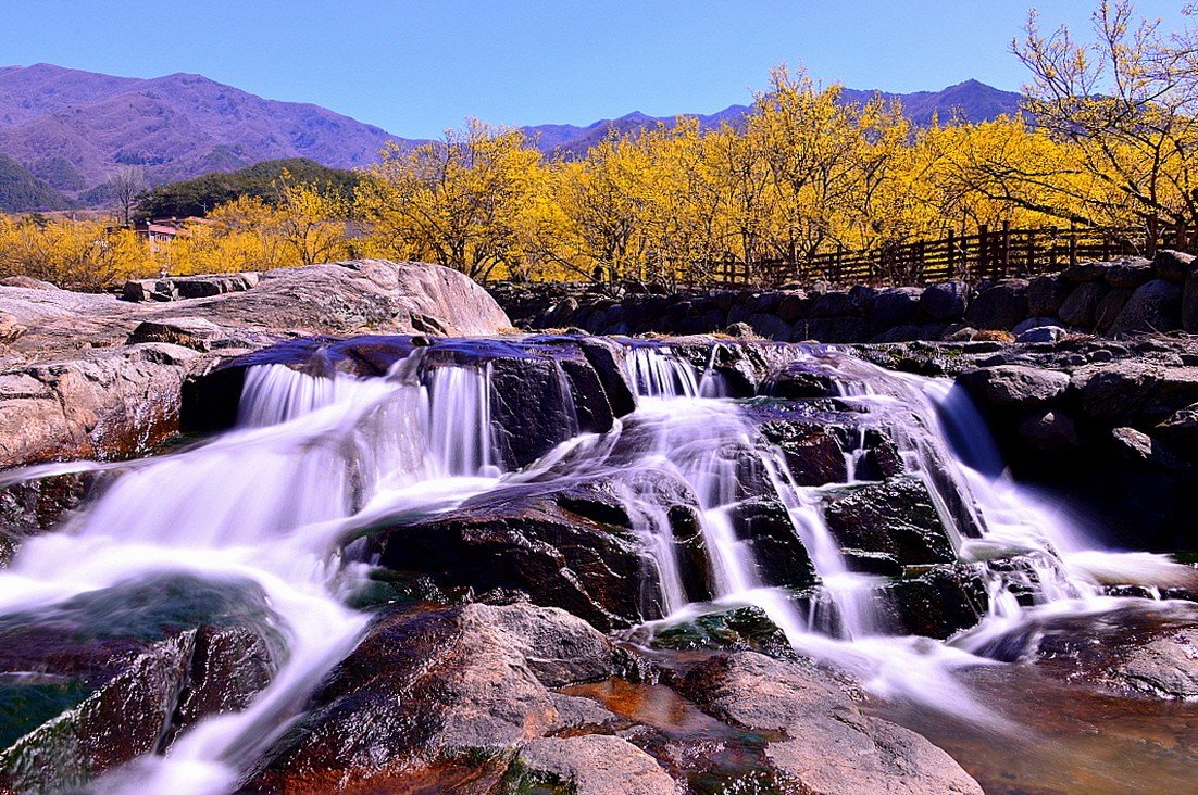 BandPhoto_18513133197.jpg : 산수유 물든 날