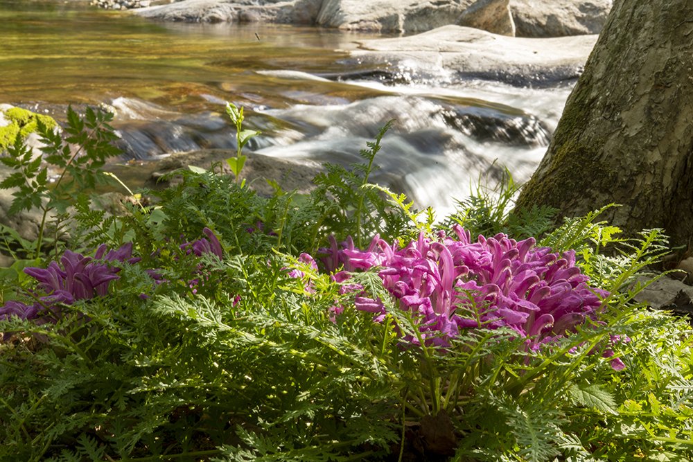 LMJ_2258.jpg : 애기송이풀