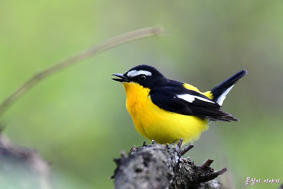 99A0A9345EA9728030.jpg : 흰눈썹황금새수컷