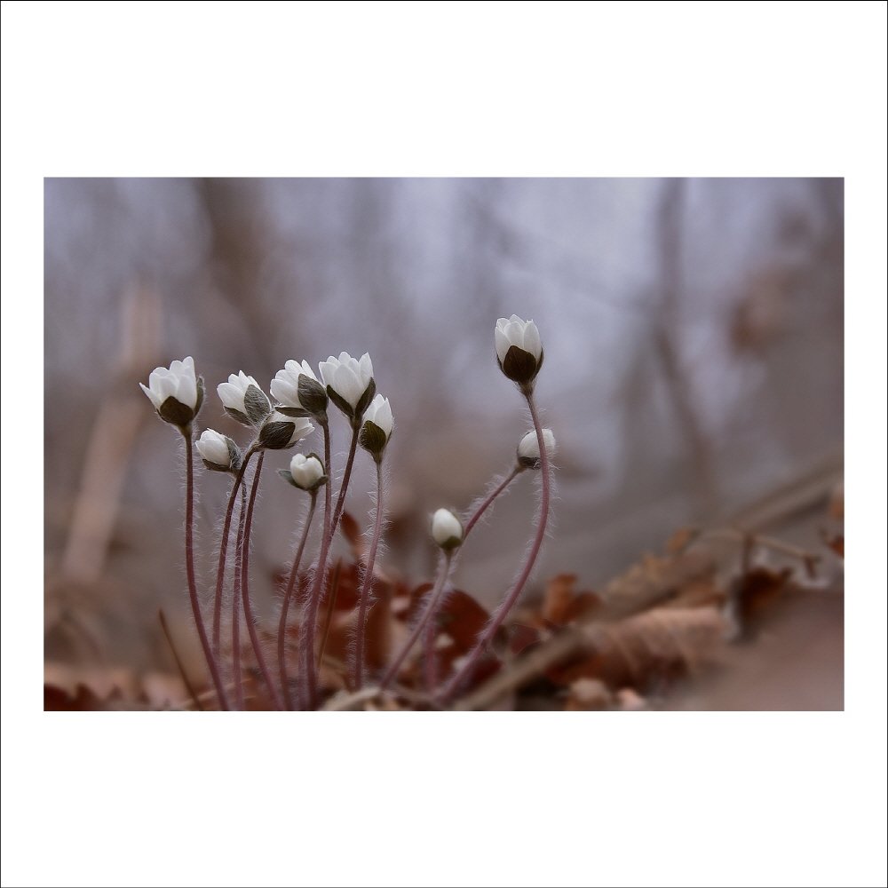 크기변환_DSC_5799.jpg : 노루귀 (흰색)