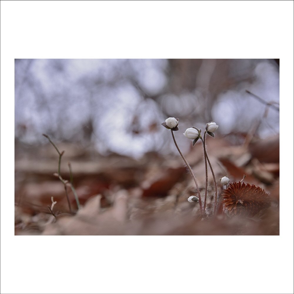 크기변환_DSC_5694.jpg : 노루귀 (흰색)