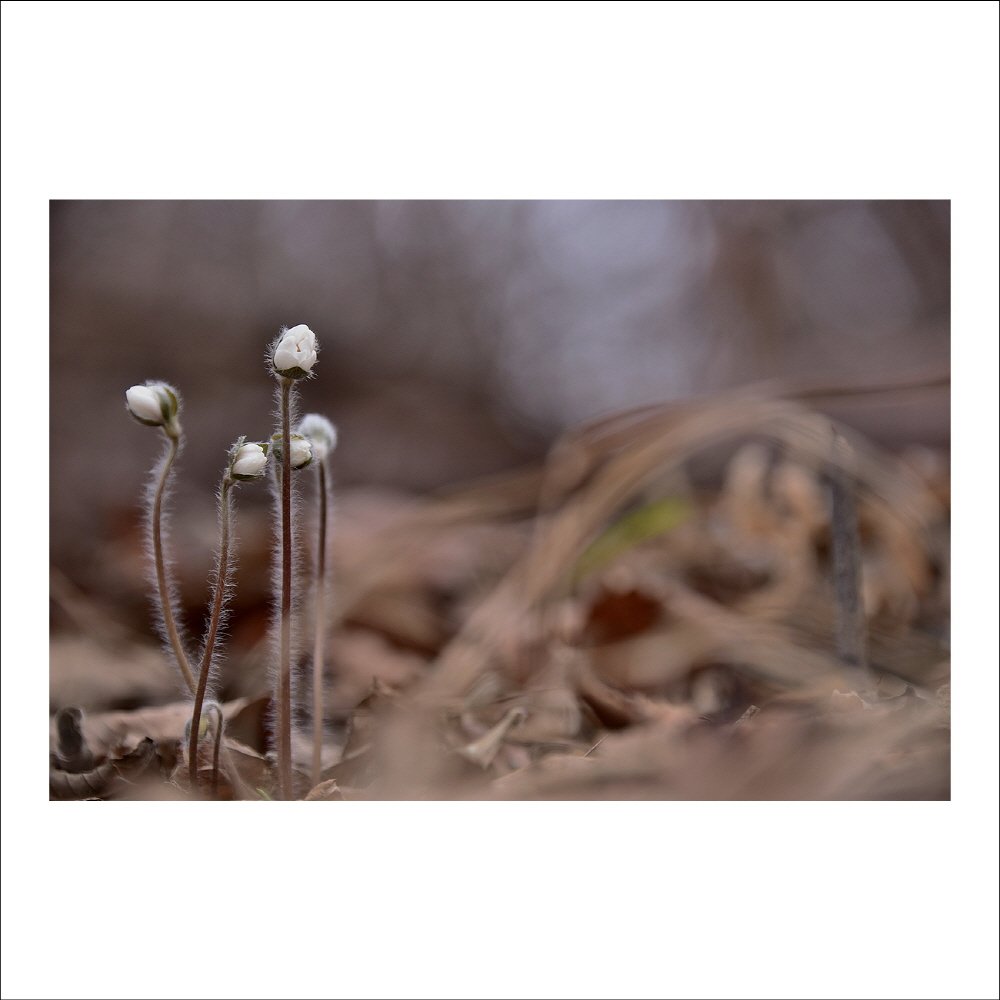 크기변환_DSC_5726.jpg : 노루귀 (흰색)