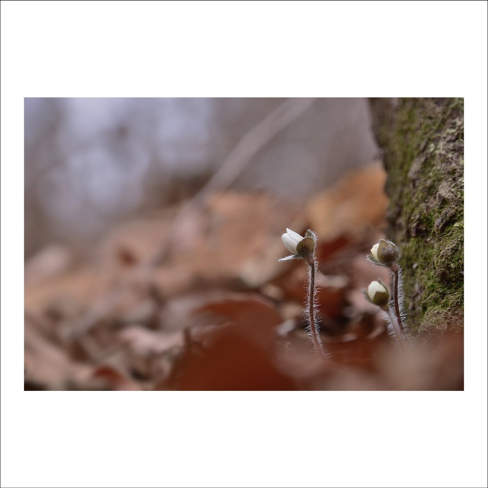 크기변환_DSC_5738.jpg : 노루귀 (흰색)