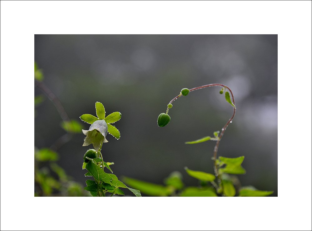 DSC_1014.jpg : 야생화 : 만 삼