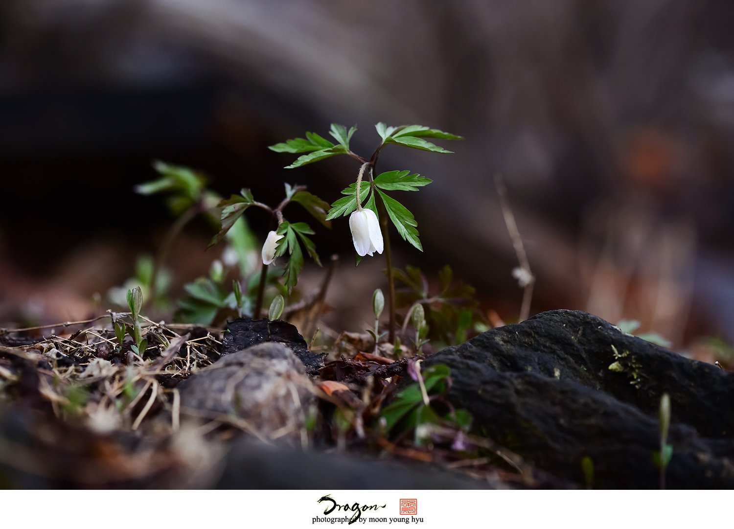 1-DSC_7365.jpg : 고개숙인 들바람 여인