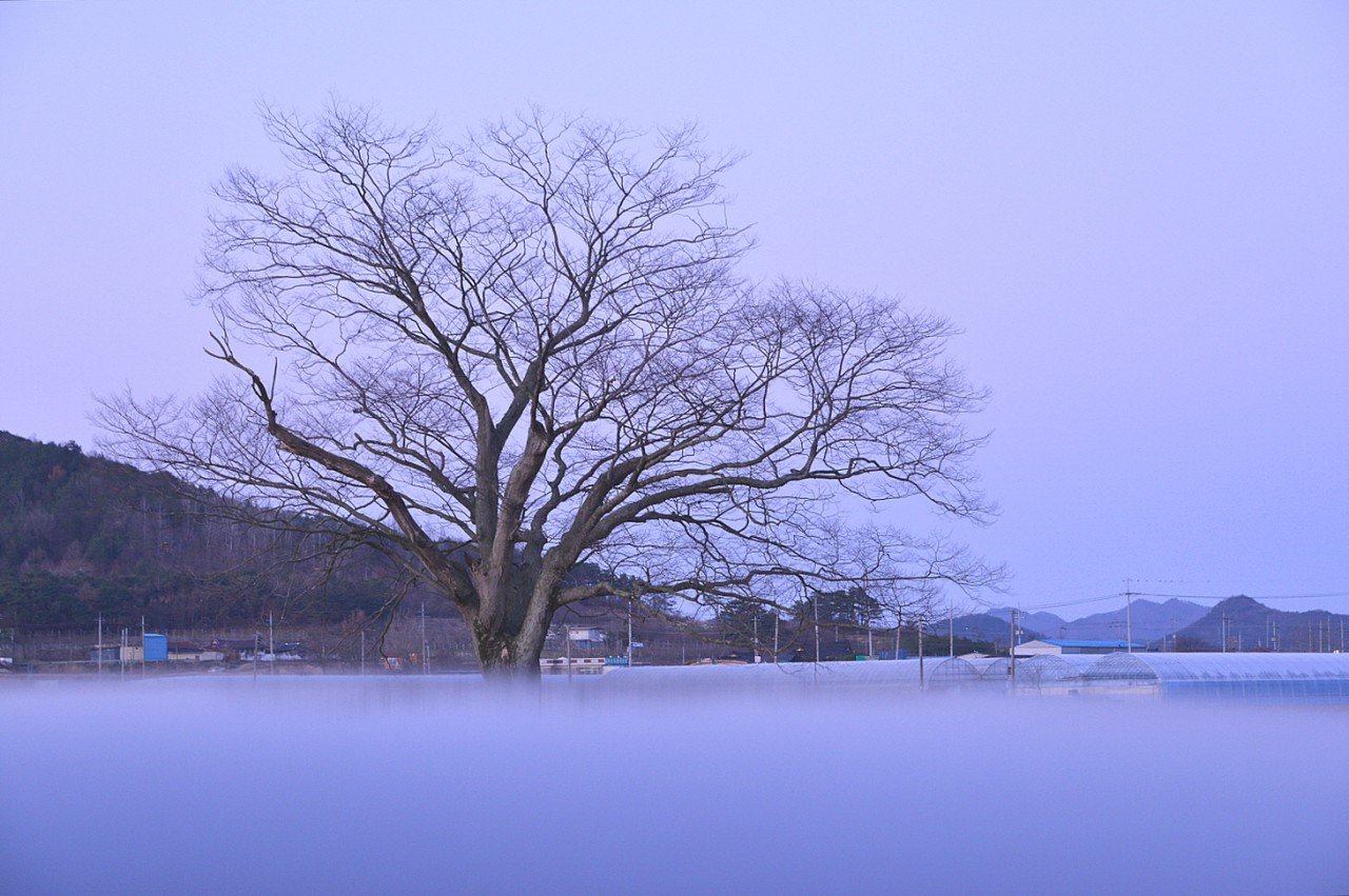 BandPhoto_18513133192.jpg : 화순 사랑나무