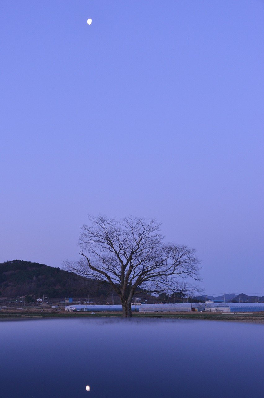 BandPhoto_18513133189.jpg : 화순 사랑나무