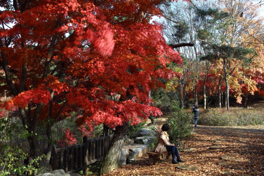 _MG_3426-1.JPG : 가을