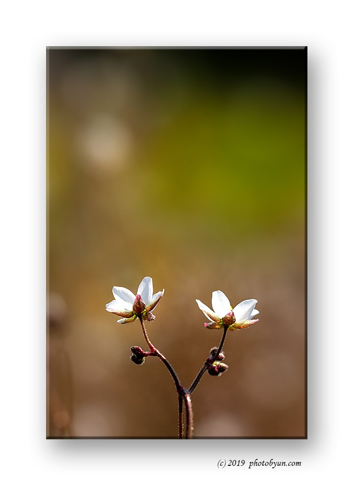 181A9920-편집.jpg : 들개미자리