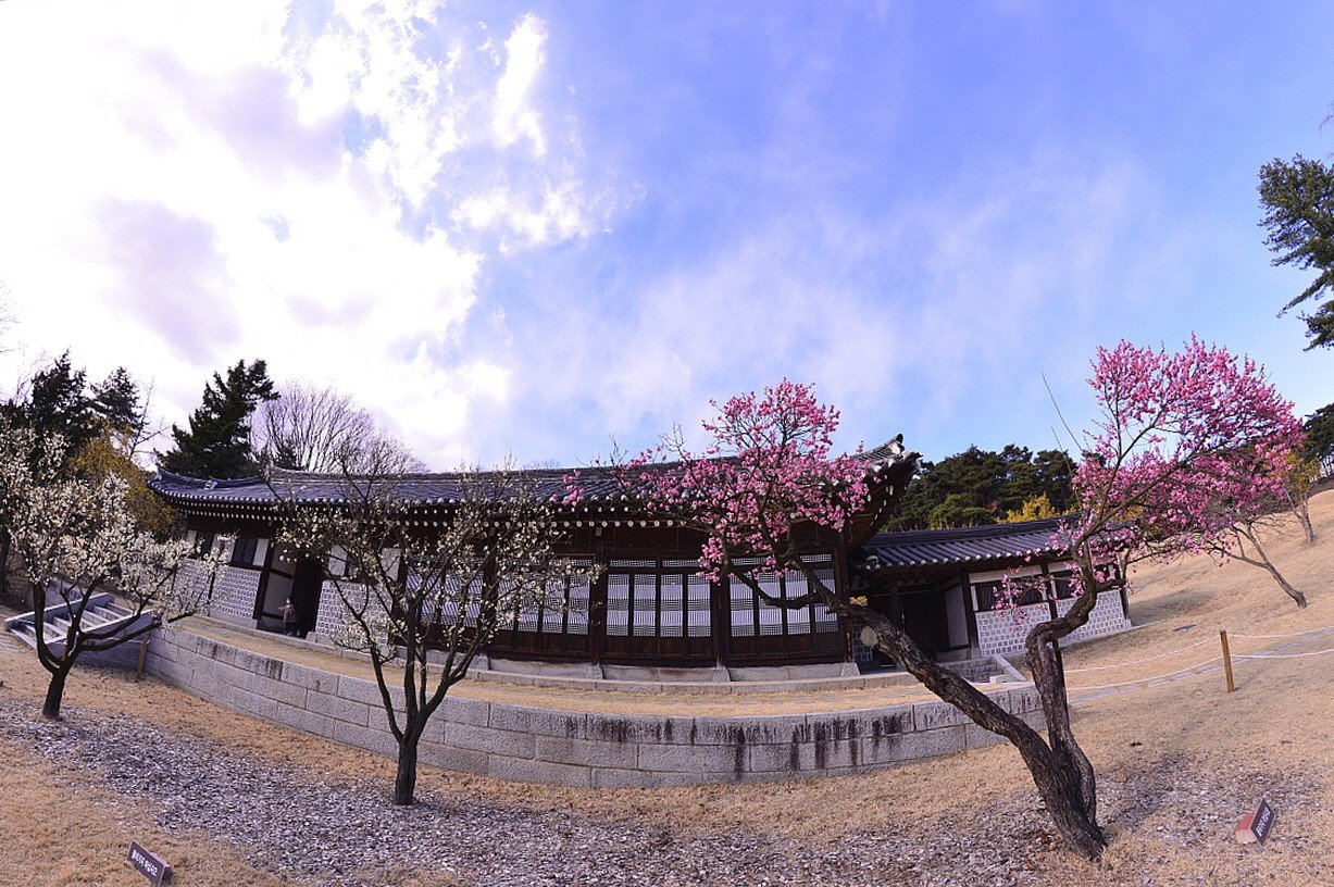 BandPhoto_18524603144.jpg : 홍매화