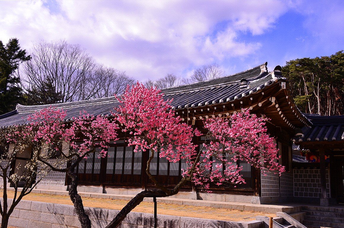 BandPhoto_18524603134.jpg : 홍매화