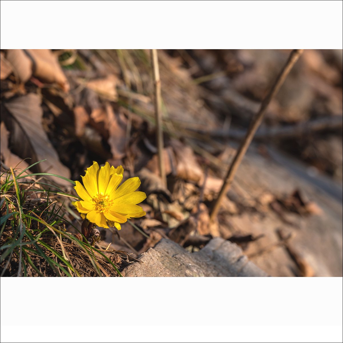 DSC_1068.jpg : 올해 처음 만난 야생화 : 복수초