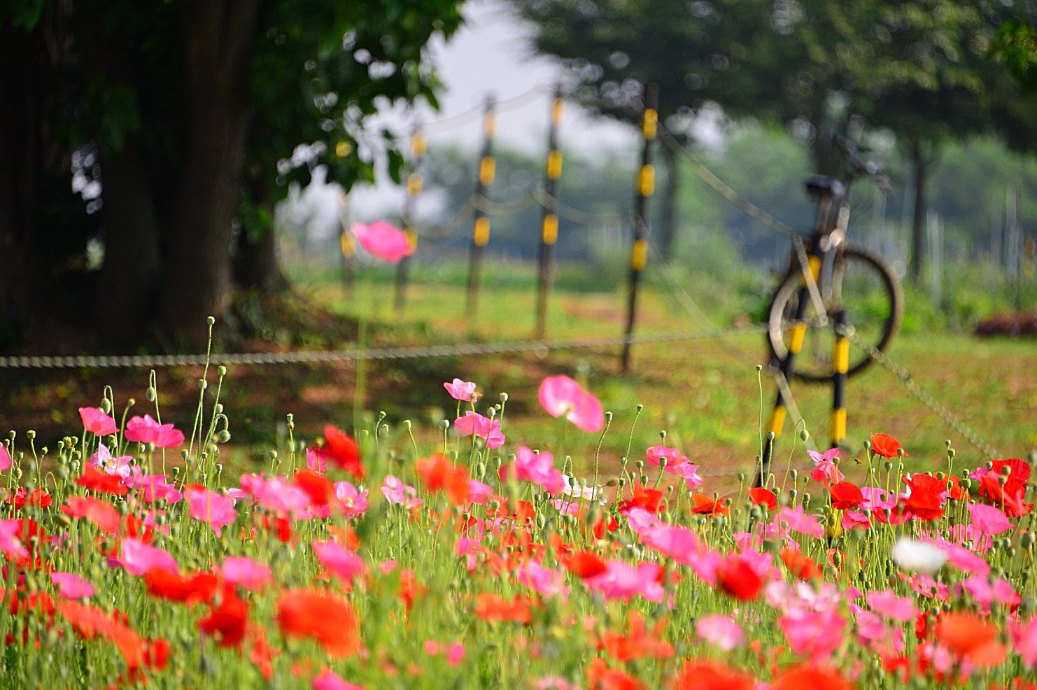 DSC_2152.JPG : 양귀비꽃